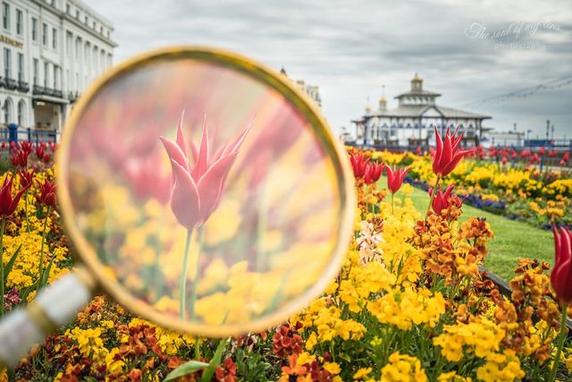Фотограф показав справжню красу весни через збільшувальне скло - фото 244569