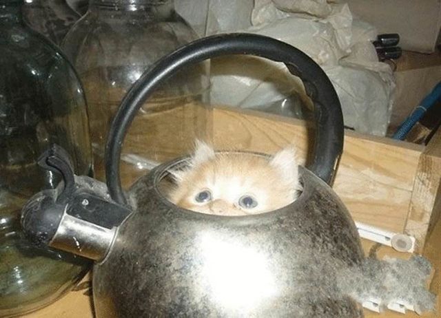 Коти, яких ви не очікували побачити: епічні фото - фото 249288