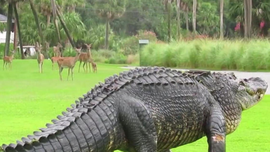 Прогулянку гігантського алігатора зняли на відео