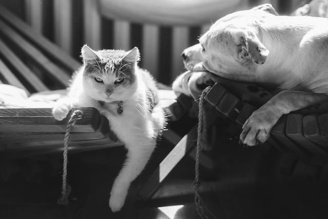 Фотограф показала 10-річну дружбу собаки та кота - фото 244666