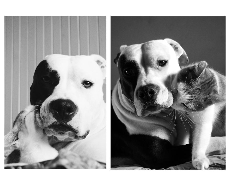 Фотограф показала 10-річну дружбу собаки та кота: чарівні фото