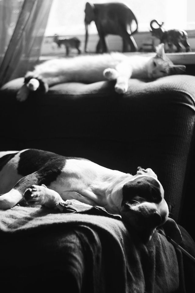 Фотограф показала 10-річну дружбу собаки та кота - фото 244663