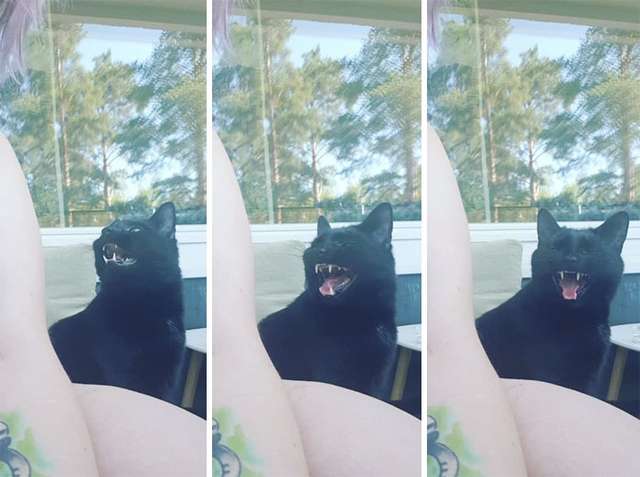 Емоційний кіт вперше побував на балконі - фото 248332