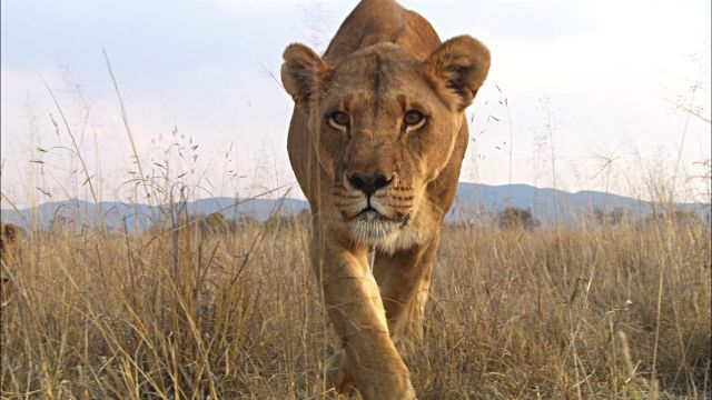 Левиця викрала камеру, щоб зняти себе: курйозне відео
