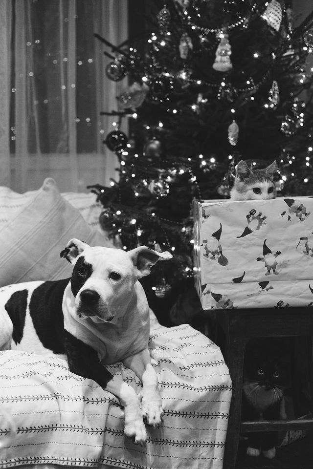 Фотограф показала 10-річну дружбу собаки та кота - фото 244670