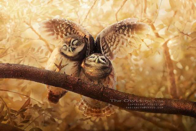Ці сови стали героями незвичайного фотопроекту- фото 246528