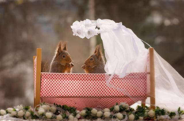 Фотограф влаштував королівське весілля диким білкам - фото 247362