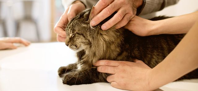 Цей засіб рятує від алергії на котів - фото 251195