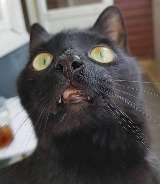 Емоційний кіт вперше побував на балконі - фото 248335