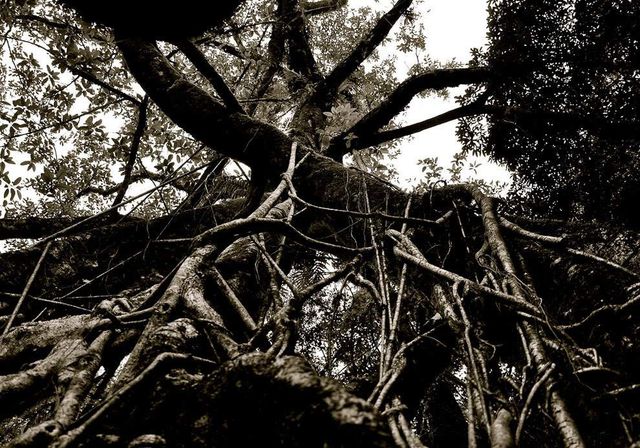 Унікальні мости Індії, сплетені з живих дерев- фото 249881