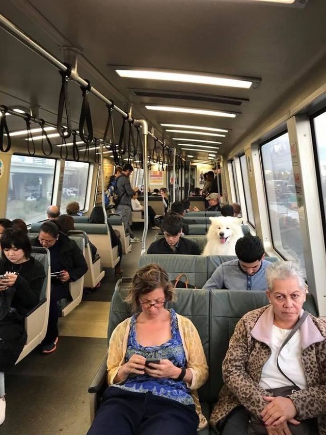 Веселі фото самоїдів, які змусять вас посміхнутись - фото 245065