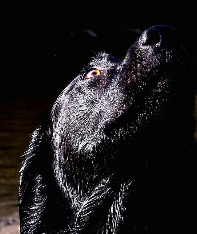 Цей лабрадор обожнює гратися у річці - фото 244759