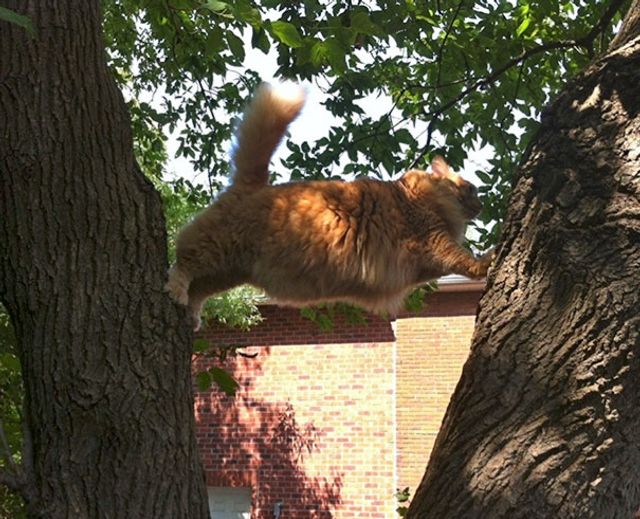 Цей незручний момент, коли кіт поводиться, як кретин - фото 245118