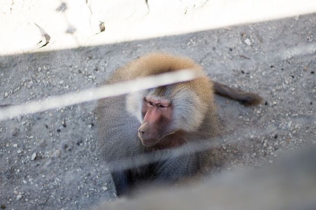 Фотограф зняв на камеру зоопарк у Будапешті - фото 244729