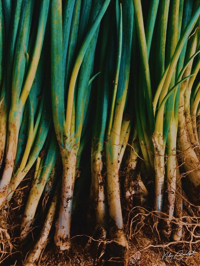 Фотограф показав ранкове життя на ринку у Філіппінах - фото 244626