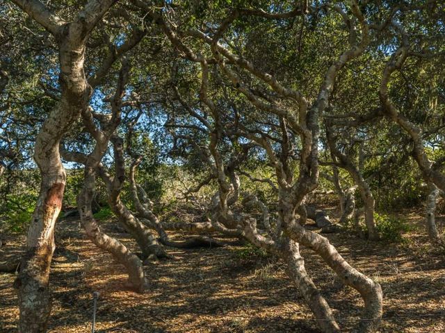 Так виглядають найстрашніші ліси світу- фото 247243