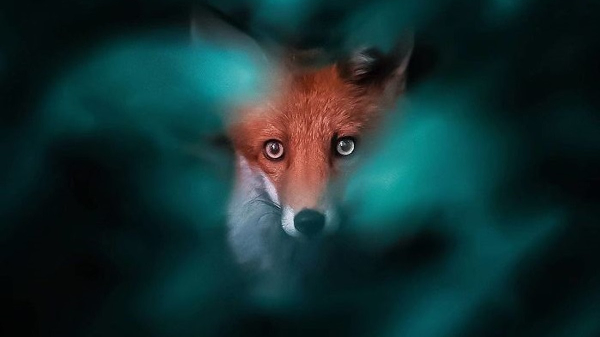 Фотограф робить казкові знімки лисиць, від яких важко відвести погляд - фото 1