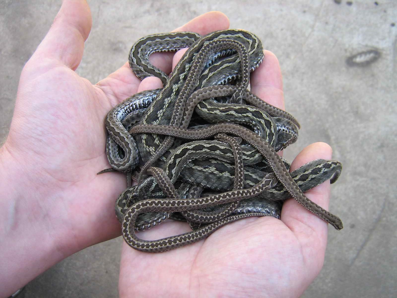 Як вберегтися від укусів змій: поради від медиків