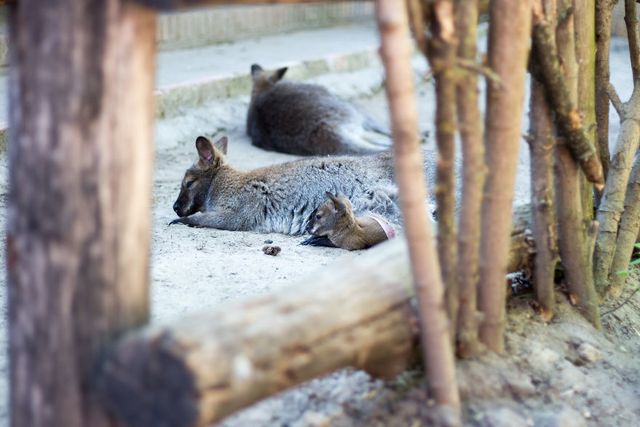 Фотограф зняв на камеру зоопарк у Будапешті - фото 244734