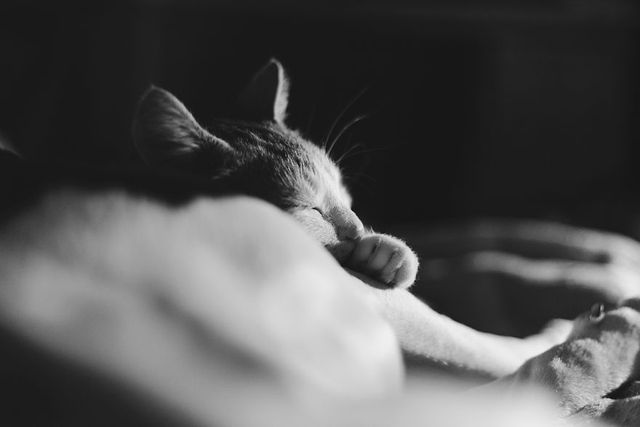 Фотограф показала 10-річну дружбу собаки та кота - фото 244671