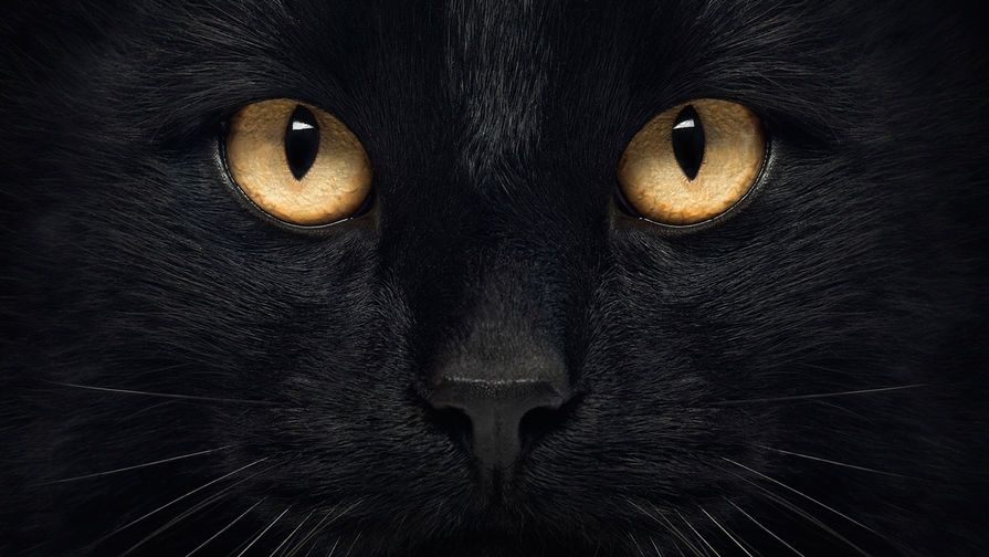 Відео з ввічливою кішкою стало інтернет-хітом