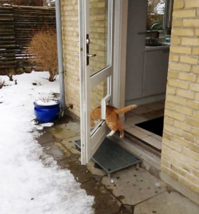 Цей незручний момент, коли кіт поводиться, як кретин - фото 245112