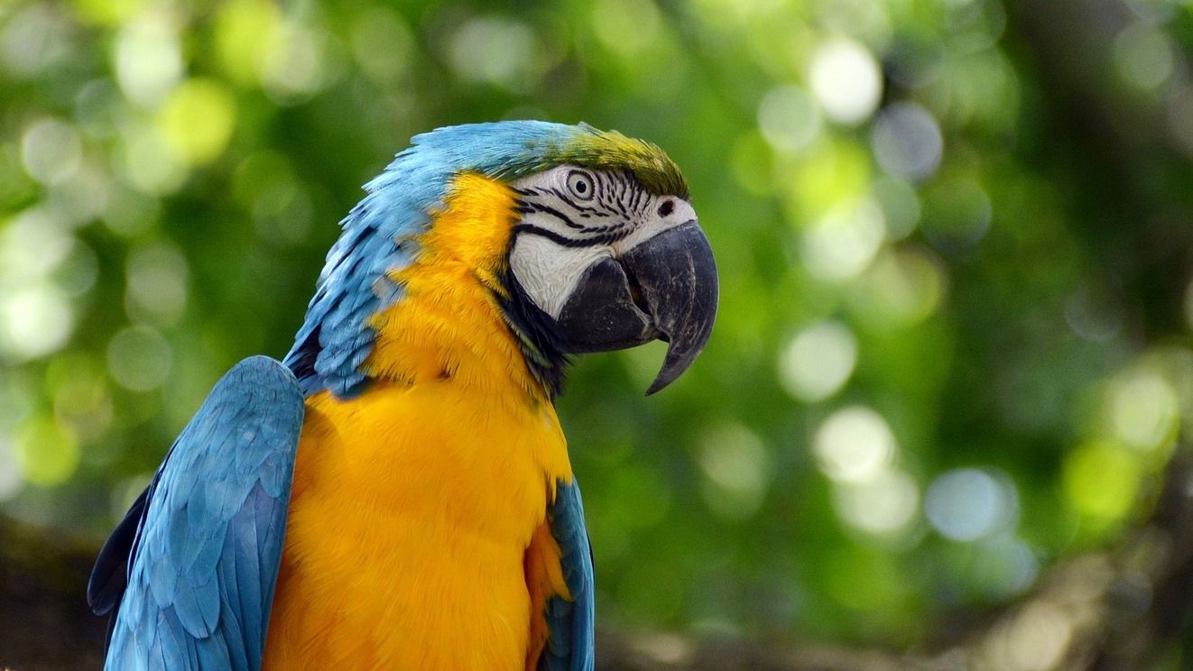 У Німеччині сусіди викликали поліцію папузі - фото 1