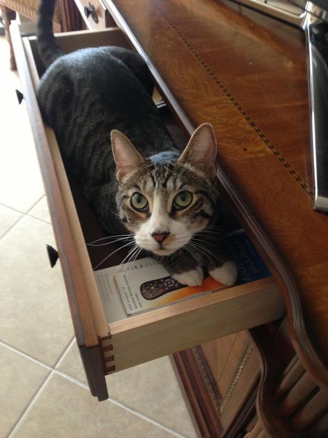 Коти, яких ви не очікували побачити: епічні фото - фото 249295