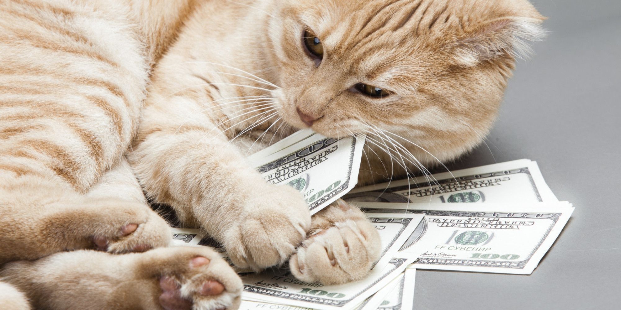 Італійка заповіла півтора мільйона євро коту