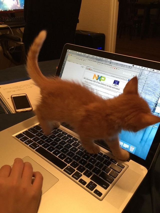 Коти-пустуни, від яких важко втримати сміх - фото 250617