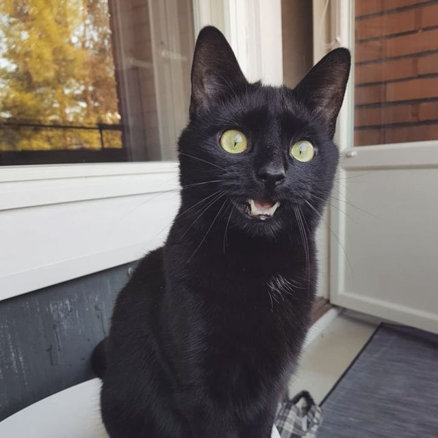 Емоційний кіт вперше побував на балконі - фото 248334