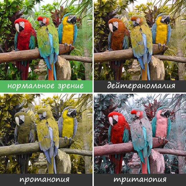 Світ очима людей, які страждають від дальтонізму- фото 248157