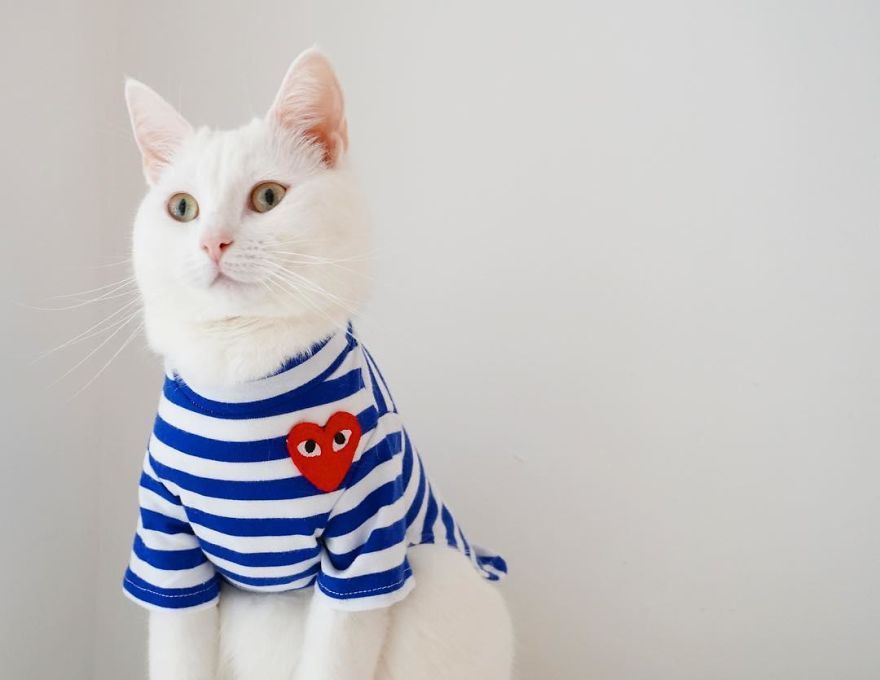 Користувачі знайшли найстильнішого кота в Instagram