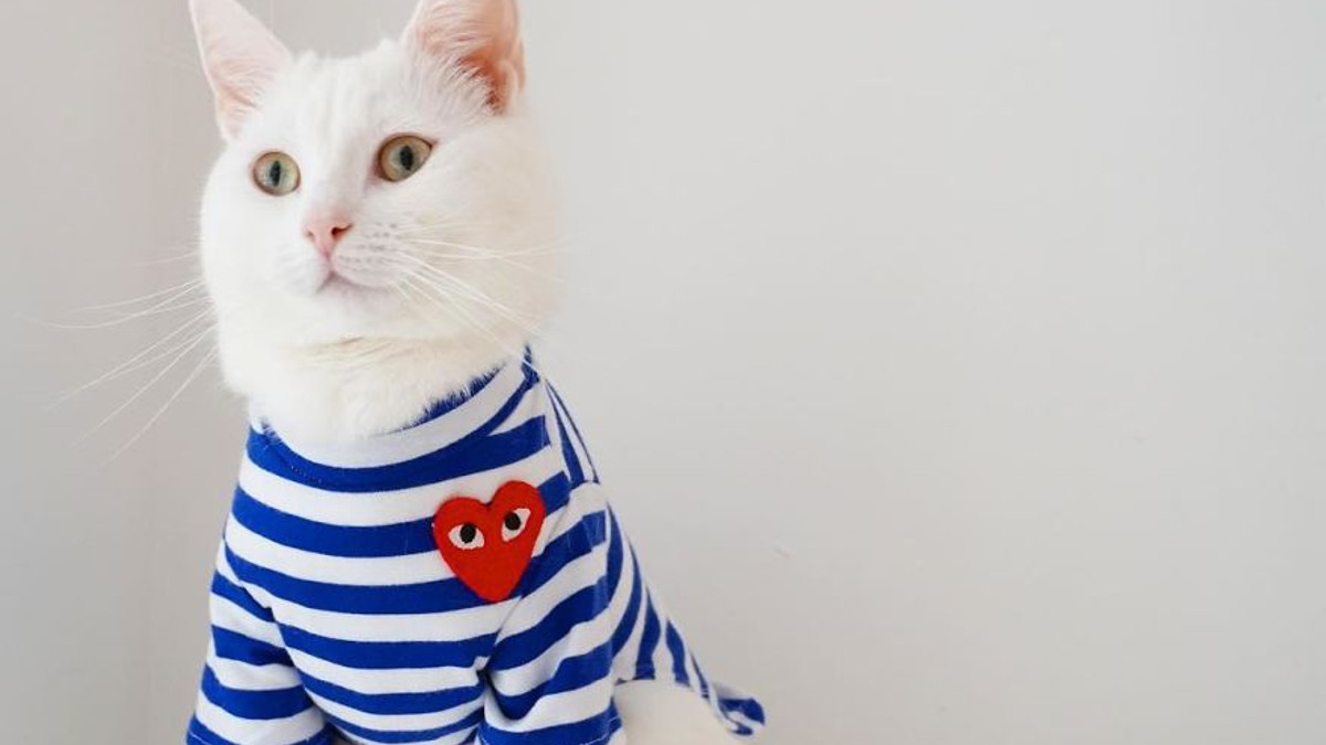 Користувачі знайшли найстильнішого кота в Instagram - фото 1