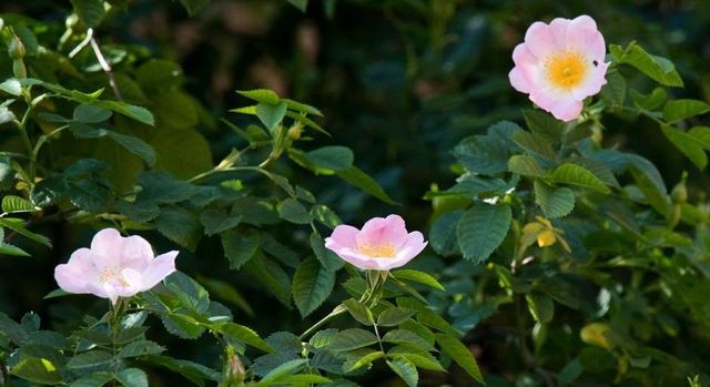 У Німеччині розцвів тисячолітній кущ троянд - фото 250275