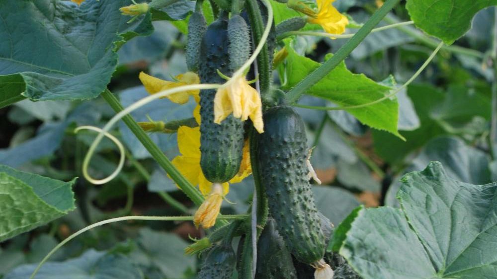 Найціннішим у свіжих огірках визнаний калій - фото 1