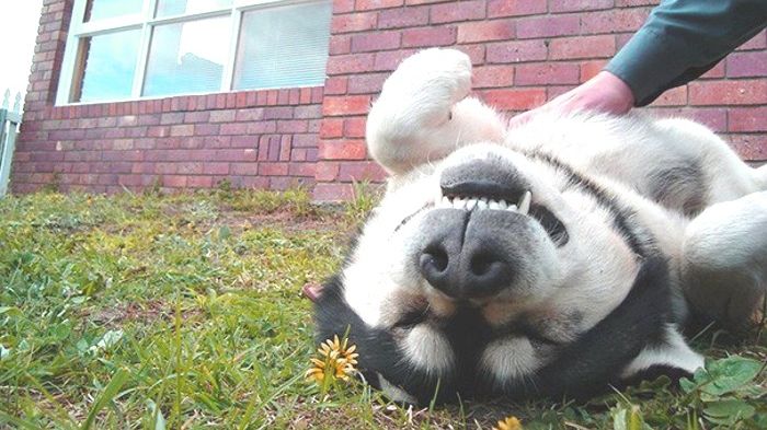 Собаки навчилися розуміти, що тішить людину - фото 1