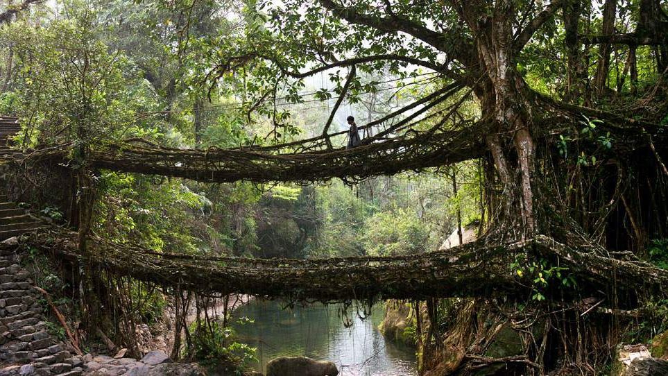 Унікальні мости Індії, сплетені з живих дерев