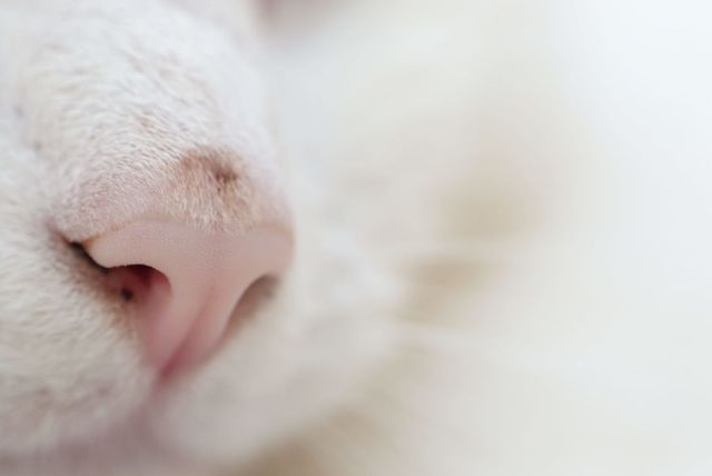 Котячі носики, які зроблять ваш день - фото 248806