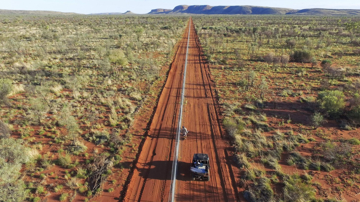 В Австралії встановили 44-кілометрову огорожу для захисту кенгуру від котів - фото 1