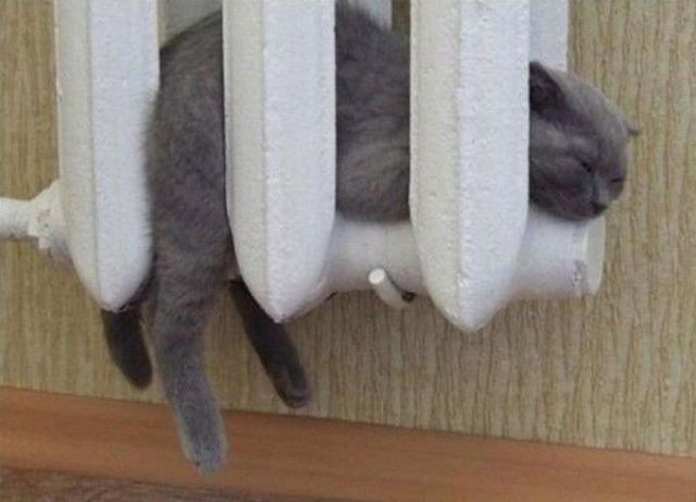 Коти, яких ви не очікували побачити: епічні фото - фото 249283