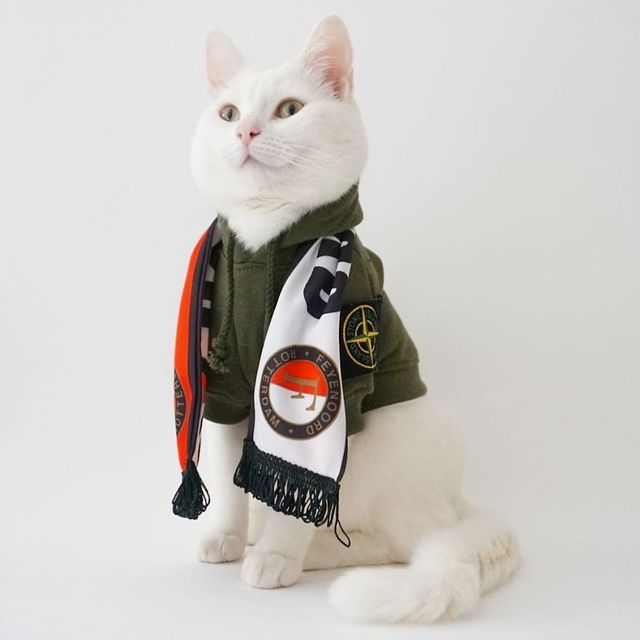 Користувачі знайшли найстильнішого кота в Instagram - фото 246119