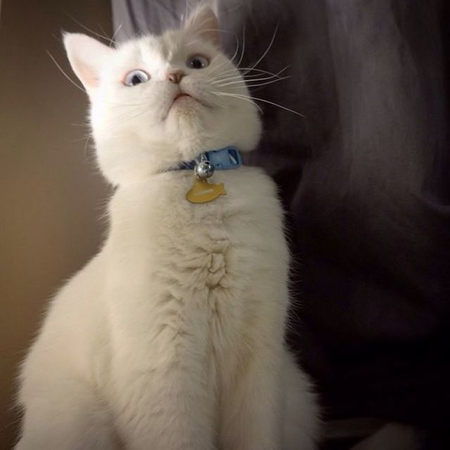 Коти, у яких надто важкий ранок: епічні фото - фото 250964