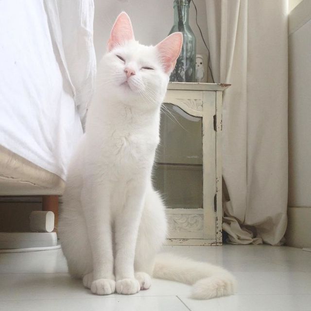 Користувачі знайшли найстильнішого кота в Instagram - фото 246121