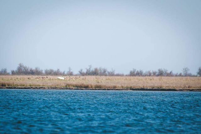 Так виглядає найбільший безлюдний острів України- фото 251030