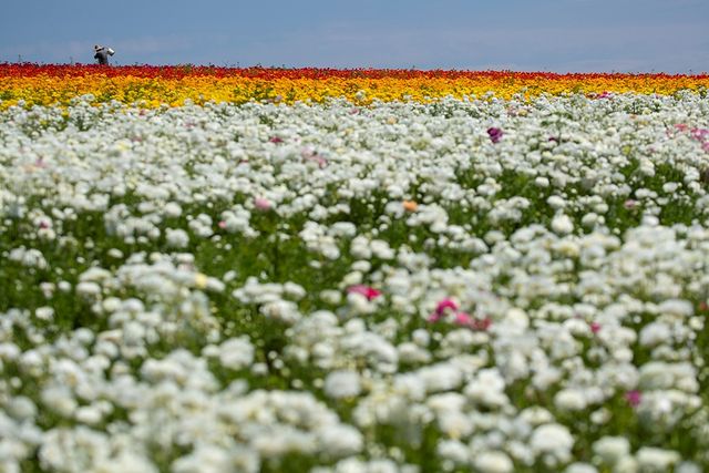 Квіткові поля в курортному містечку у Каліфорнії - фото 244794