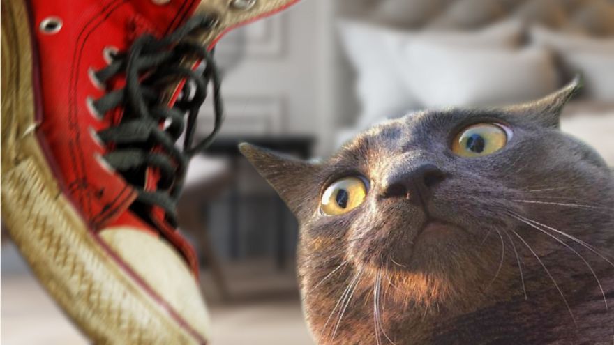 Дивна реакція котів на запах різних речей: епічне відео