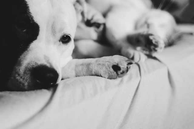 Фотограф показала 10-річну дружбу собаки та кота - фото 244665