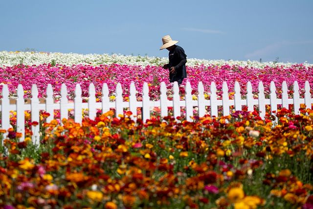 Квіткові поля в курортному містечку у Каліфорнії - фото 244798