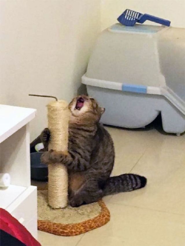 Коти, у яких надто важкий ранок: епічні фото - фото 250963